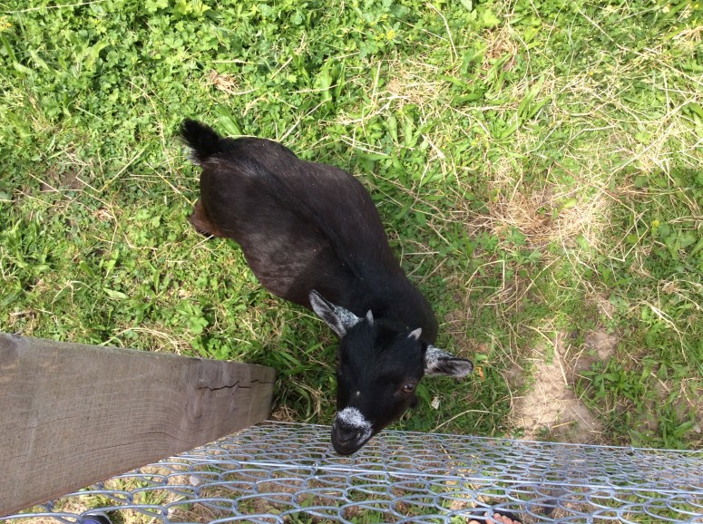 Baby goat in Lucern