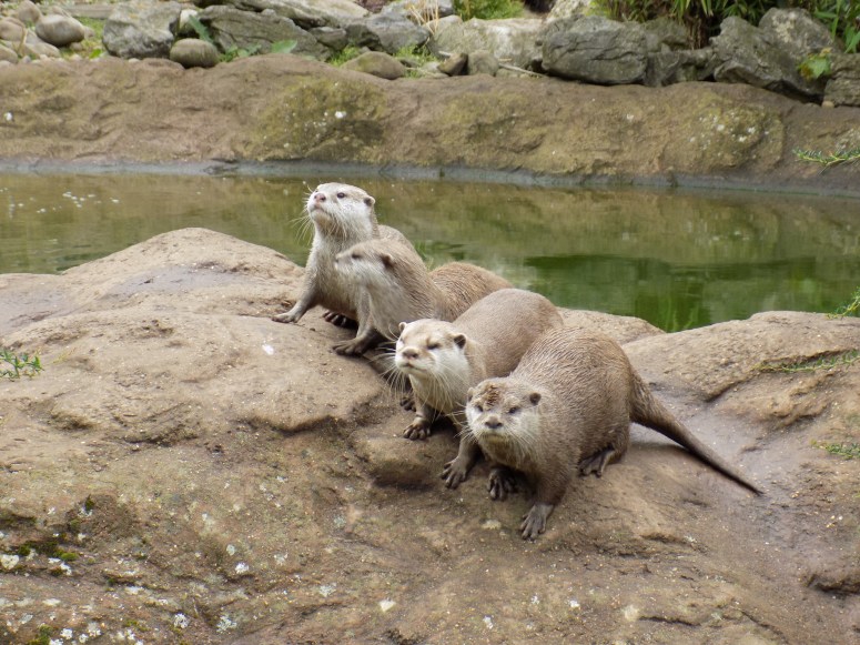 otters-1