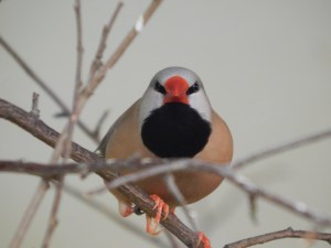 Bird at Basel Zoo