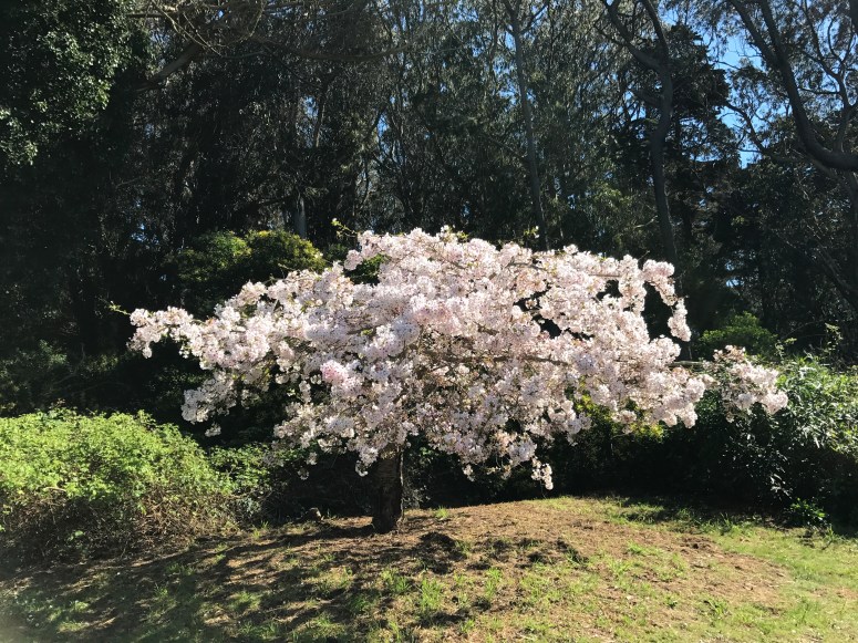 cherry blossom tree