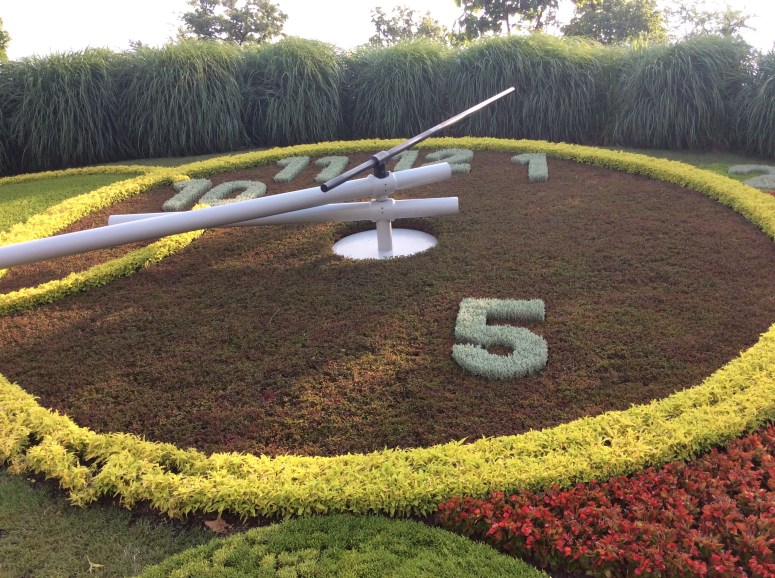 flower clock close up