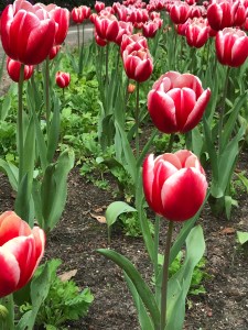 Tulip Garden at Golden Gate Park