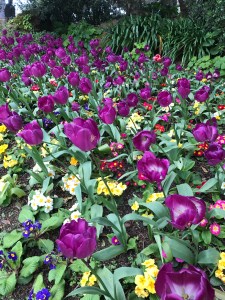 Tulip Garden at Golden Gate Park