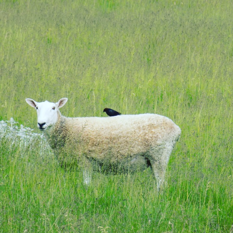 sheep with bird, door county