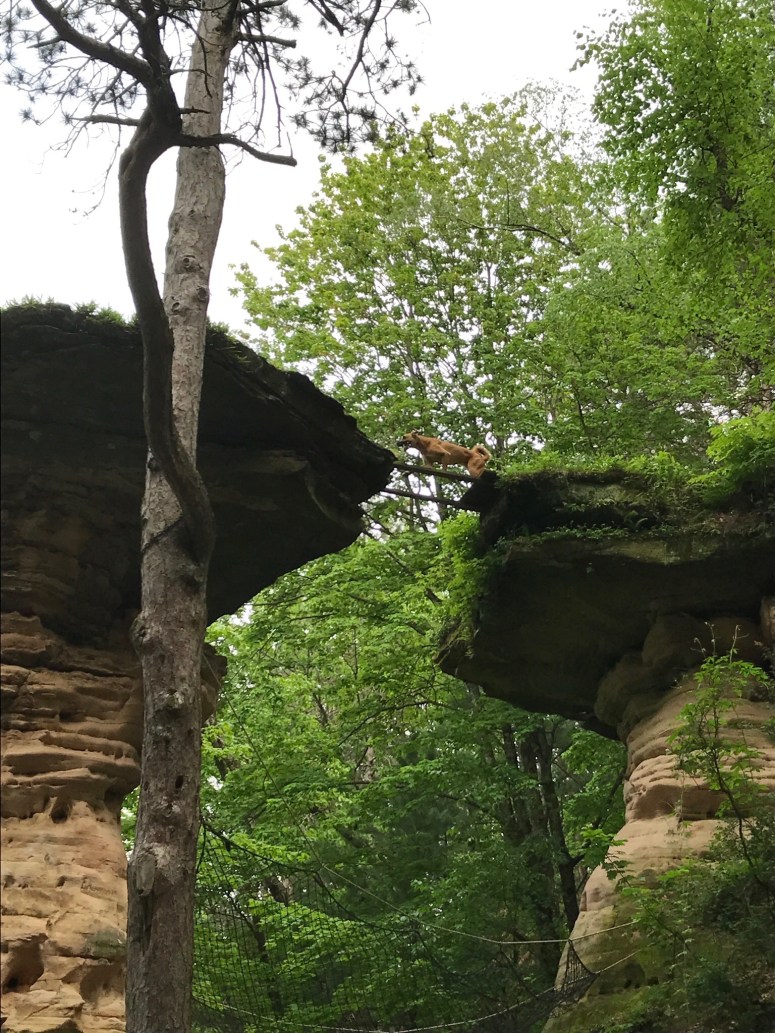 Dog jumping across Standing Rock
