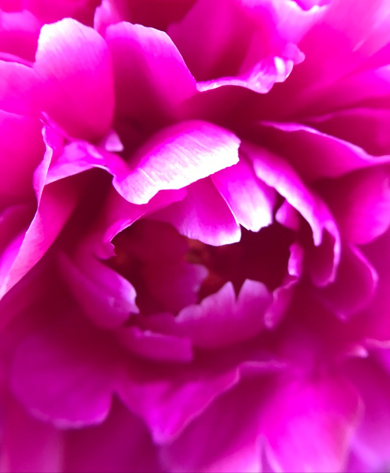 Pink Rose, Madison Wisconsin