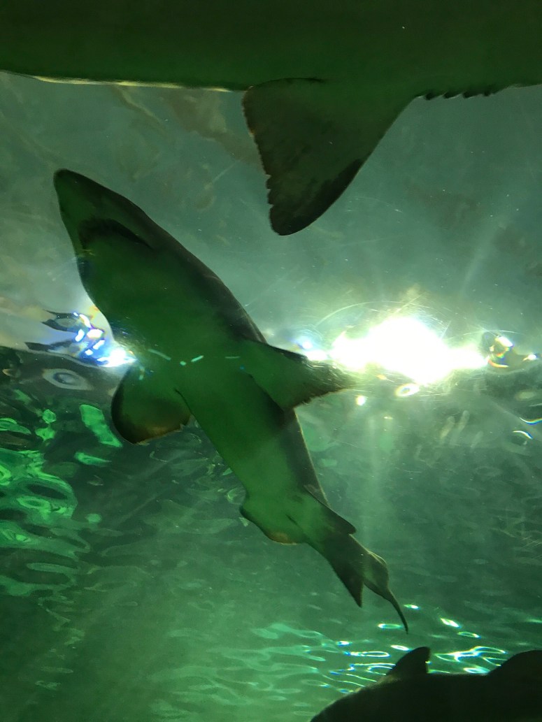 Ripley's Aquarium in Toronto
