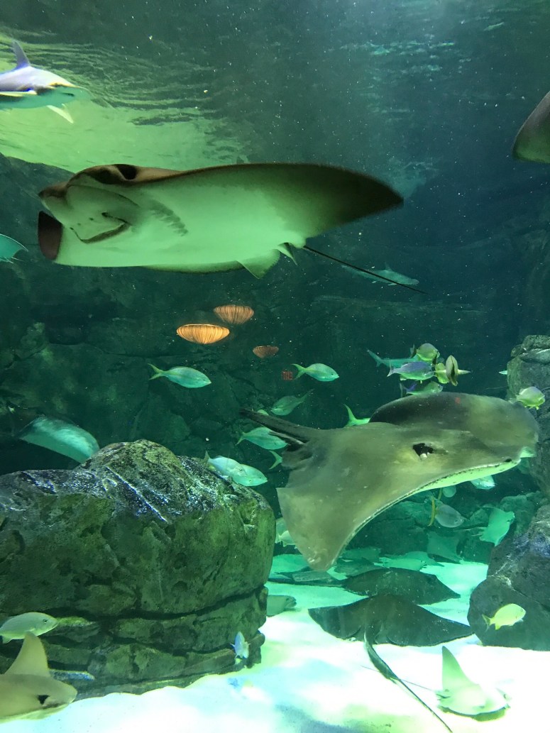 Ripley's Aquarium in Toronto