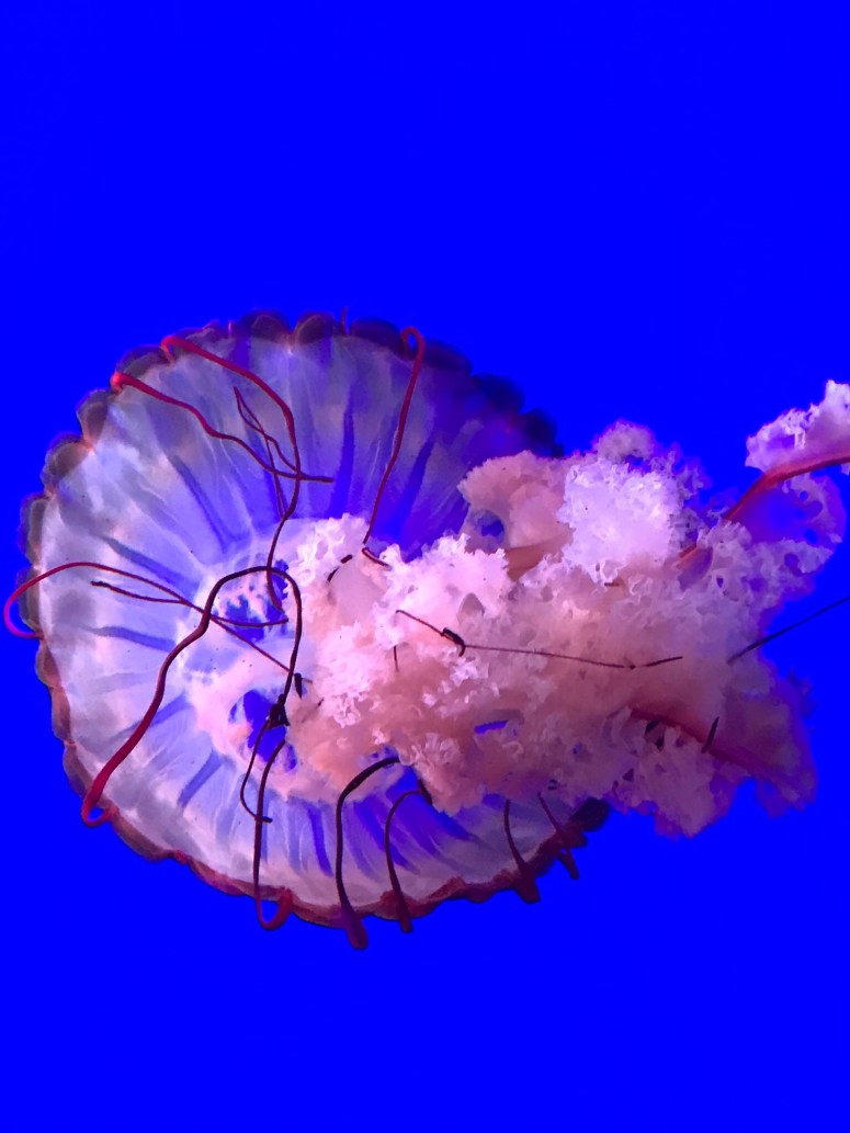 Ripley's Aquarium in Toronto