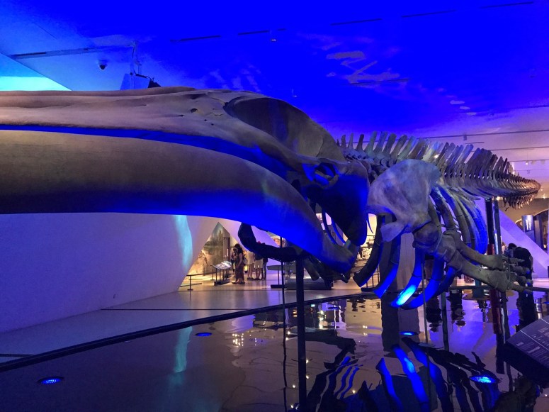 Blue Whale Skeleton at the Royal Ontario Museum