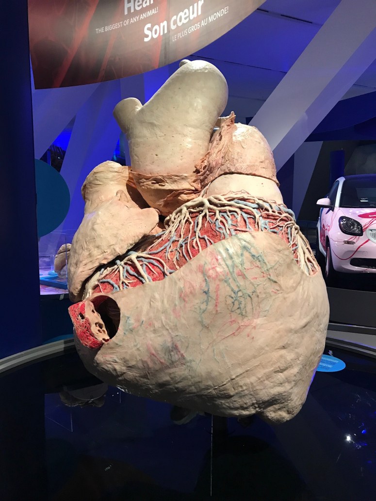 Blue Whale Heart at the Royal Ontario Museum
